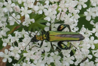 Oedemera-nobilis-M